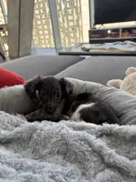 Oreo, a male Miniature Dachshund for sale in Austin, TX – Photo 2 of 4