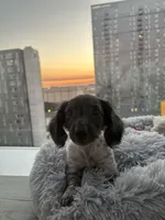 Oreo, a male Miniature Dachshund for sale in Austin, TX – Photo 3 of 4