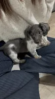 Oreo, a male Miniature Dachshund for sale in Austin, TX – Photo 1 of 4