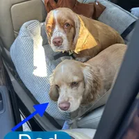Unnamed Cockapoo, a female Cockapoo for sale in Alpaugh, CA – Photo 3 of 3