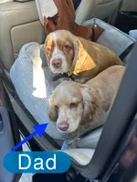 Unnamed Cockapoo, a female Cockapoo for sale in Alpaugh, CA – Photo 3 of 3