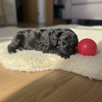 Unnamed Cockapoo, a female Cockapoo for sale in Alpaugh, CA – Photo 1 of 3