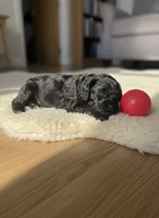 Unnamed Cockapoo, a female Cockapoo for sale in Alpaugh, CA – Photo 1 of 3