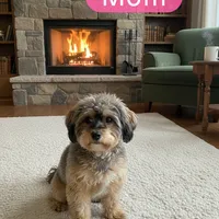 Unnamed Cockapoo, a female Cockapoo for sale in Alpaugh, CA – Photo 2 of 3