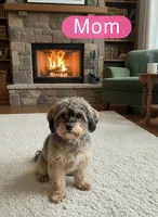 Unnamed Cockapoo, a female Cockapoo for sale in Alpaugh, CA – Photo 2 of 3