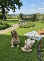 Unnamed Puppy, a male Cocker Spaniel for sale in Alpaugh, CA – Photo 3 of 3