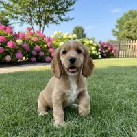 Unnamed Puppy, a male Cocker Spaniel for sale in Alpaugh, CA – Photo 1 of 3