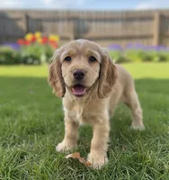 Unnamed Puppy, a female Cocker Spaniel for sale in Alpaugh, CA – Photo 1 of 3