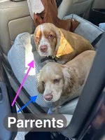 Unnamed Puppy, a female Cocker Spaniel for sale in Alpaugh, CA – Photo 3 of 3