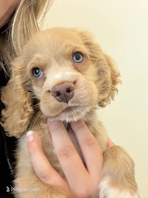 Unnamed  – Cocker Spaniel puppy for sale in Alpaugh, CA