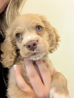 Unnamed , a male Cocker Spaniel for sale in Alpaugh, CA – 1 of 4