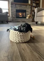 Unnamed Cockapoo, a female Cockapoo for sale in Alpaugh, CA – Photo 1 of 3