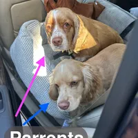 Unnamed Cocker Spaniel, a male Cocker Spaniel for sale in Alpaugh, CA – Photo 3 of 3