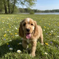 Unnamed Cocker Spaniel, a male Cocker Spaniel for sale in Alpaugh, CA – Photo 1 of 3