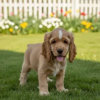 Unnamed Pup, a male Cocker Spaniel for sale in Alpaugh, CA – Photo 1 of 3
