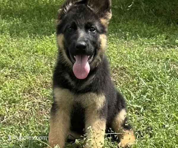 Purebred German Shepherd Male