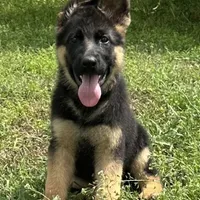 Purebred German Shepherd Male, a male German Shepherd Dog for sale in Alpaugh, CA – Photo 1 of 2