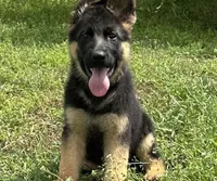 Purebred German Shepherd Male, a male German Shepherd Dog for sale in Alpaugh, CA – Photo 1 of 2