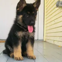 Purebred German Shepherd Male, a male German Shepherd Dog for sale in Alpaugh, CA – Photo 2 of 2