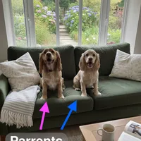 Unnmaed Pup, a male Cocker Spaniel for sale in Alpaugh, CA – Photo 3 of 3