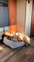 Golden Cream Cocker Spaniel Female, a  Cocker Spaniel for sale in Alpaugh, CA – 2 of 5