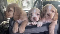 Golden Cream Cocker Spaniel Female, a  Cocker Spaniel for sale in Alpaugh, CA – 3 of 5