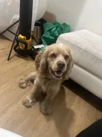Golden Cream Cocker Spaniel Female, a  Cocker Spaniel for sale in Alpaugh, CA – 4 of 5