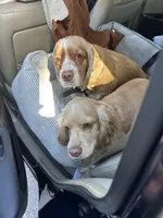Golden Cream Cocker Spaniel Female, a  Cocker Spaniel for sale in Alpaugh, CA – 5 of 5