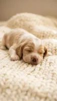 Golden Cream Cocker Spaniel Female, a  Cocker Spaniel for sale in Alpaugh, CA – 1 of 5