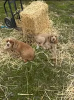 Cocker Spaniel, a female Cocker Spaniel for sale in Alpaugh, CA – Photo 3 of 4
