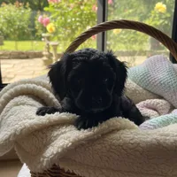 Unnamed Cockapoo Puppy, a female Cockapoo for sale in Alpaugh, CA – Photo 1 of 3