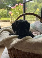 Unnamed Cockapoo Puppy, a female Cockapoo for sale in Alpaugh, CA – Photo 1 of 3