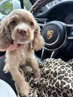 Uhnnamed Male Cocker Spanniel, a male Cocker Spaniel for sale in Alpaugh, CA – 1 of 2