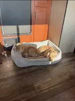 Cocker Spaniel, a female Cocker Spaniel for sale in Alpaugh, CA – Photo 4 of 4