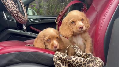 Unnamed , a male Cocker Spaniel for sale in Alpaugh, CA – 3 of 4