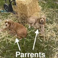 Cocker Spaniel Unnamed Pup, a male Cocker Spaniel for sale in Alpaugh, CA – Photo 2 of 3