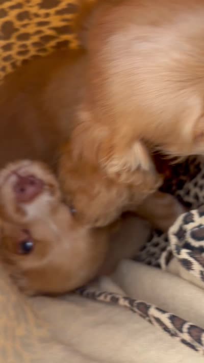 Unnamed , a male Cocker Spaniel for sale in Alpaugh, CA – 4 of 4