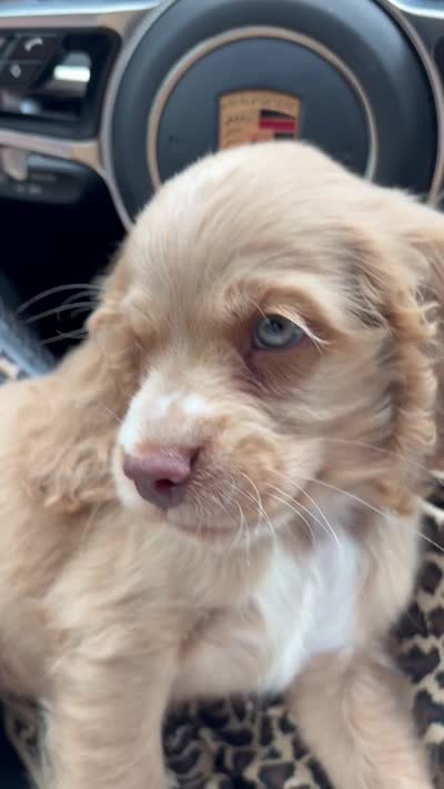 Unnamed , a male Cocker Spaniel for sale in Alpaugh, CA – 2 of 4