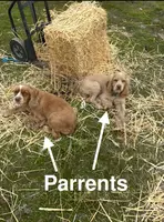 Dog 3 Unnamed, a female Cocker Spaniel for sale in Alpaugh, CA – Photo 2 of 2