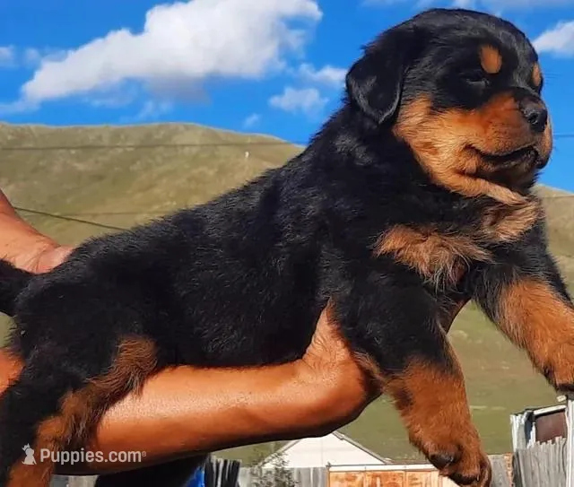 AKC Champion Bloodline Male