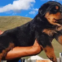 AKC Champion Bloodline Male, a male Rottweiler for sale in Alpaugh, CA – Photo 1 of 2