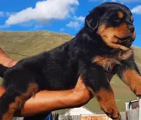 AKC Champion Bloodline Male, a male Rottweiler for sale in Alpaugh, CA – Photo 1 of 2