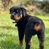 AKC Champion Bloodline Male, a male Rottweiler for sale in Alpaugh, CA – Photo 2 of 2