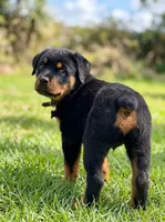 AKC Champion Bloodline Male, a male Rottweiler for sale in Alpaugh, CA – Photo 2 of 2