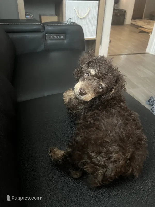 Vuitton – Poodle - Miniature  puppy for sale in Buhl, MN