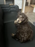 Vuitton, a male Poodle - Miniature  for sale in Buhl, MN – 1 of 2