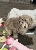 Coco , a female Poodle - Miniature  for sale in Buhl, MN – 2 of 3