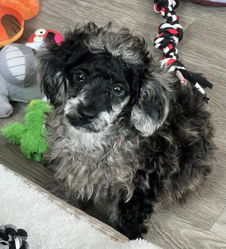 Stella – Poodle - Miniature  puppy for sale in Buhl, MN