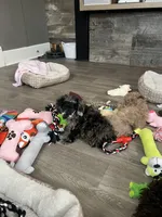Stella, a female Poodle - Miniature  for sale in Buhl, MN – 3 of 3