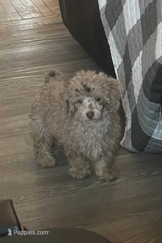 Coco  – Poodle - Miniature  puppy for sale in Buhl, MN